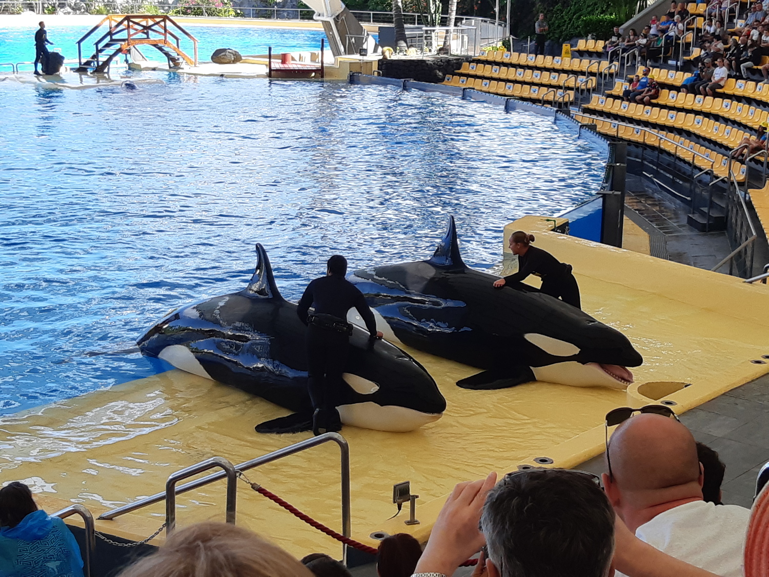 Orca show in Loro Park, Puerto de la Cruz